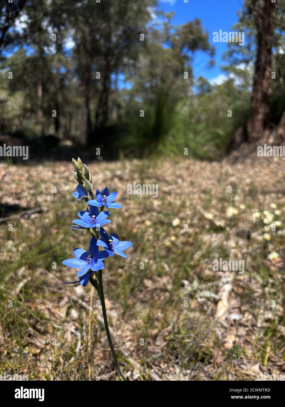 Blaue Orchidee (Thelymitra crinita), Frühlingswildblumen auf dem Munda Biddi Radweg in der Nähe von Jarrahdale, Western Australia - Smartphone-aufgenommenes Stockfoto