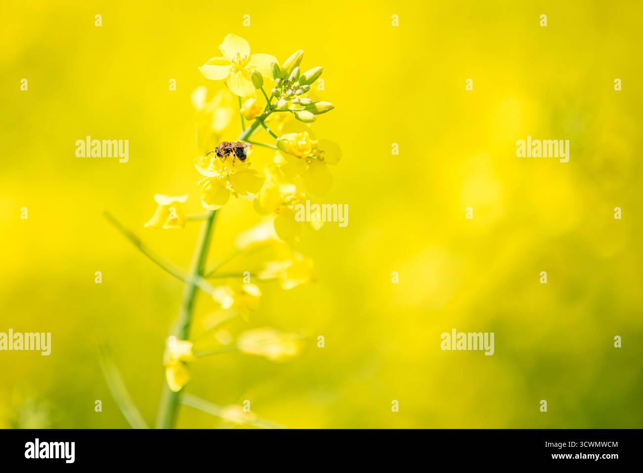 Nahaufnahme einer Hummel auf einer Rapsblume in Blüte Stockfoto