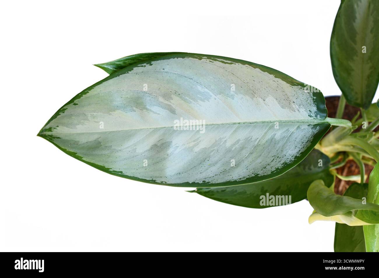 Ilver Blatt von Aglaonema Silverado Chinesische immergrüne Zimmerpflanze auf weißem Hintergrund Stockfoto