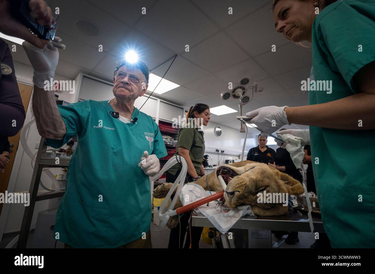 Lira, eine drei Jahre alte Löwin, die aus der vom Krieg zerrütteten Ukraine gerettet wurde, durchläuft einen kritischen Zahnprozeß, der vom weltbekannten Zahnarzt Peter Kertesz in Begleitung eines Teams von Tierärzten und Big Cat Experten im Big Cat Sanctuary nahe Ashford in Kent durchgeführt wird. Die Operation war notwendig, um einen schwer infizierten rechten Eckzahnzahn zu entfernen, der durch einen tief sitzenden Abszess verursacht wurde, der wahrscheinlich durch ein Trauma verursacht wurde, das Lira zwischen 1,5 und 2 Jahren hatte. Bilddatum: Freitag, 10. Oktober 2025. Stockfoto