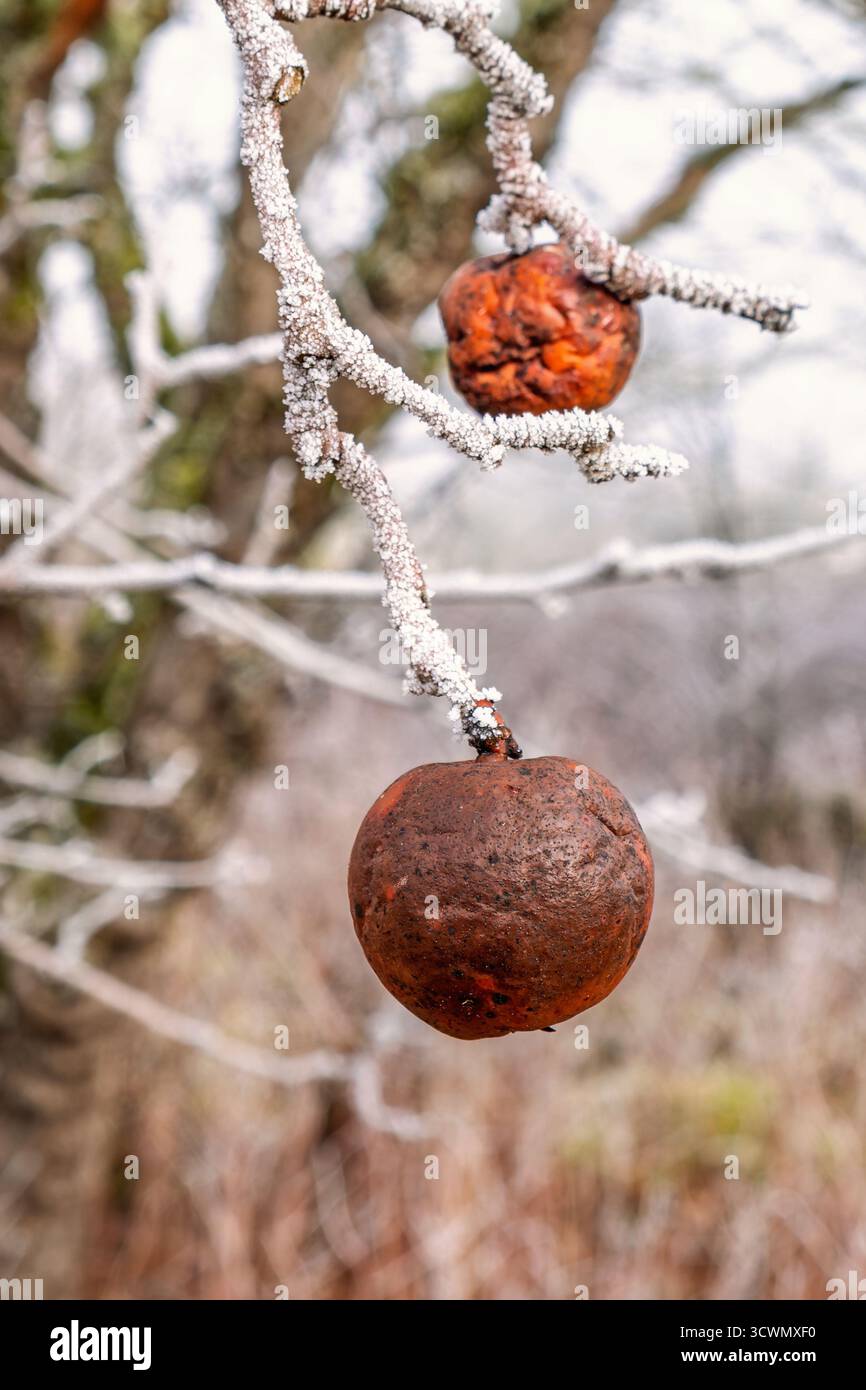 Äpfel hängen an einem Baumzweig an einem kalten Tag mit Frost im Winter Stockfoto