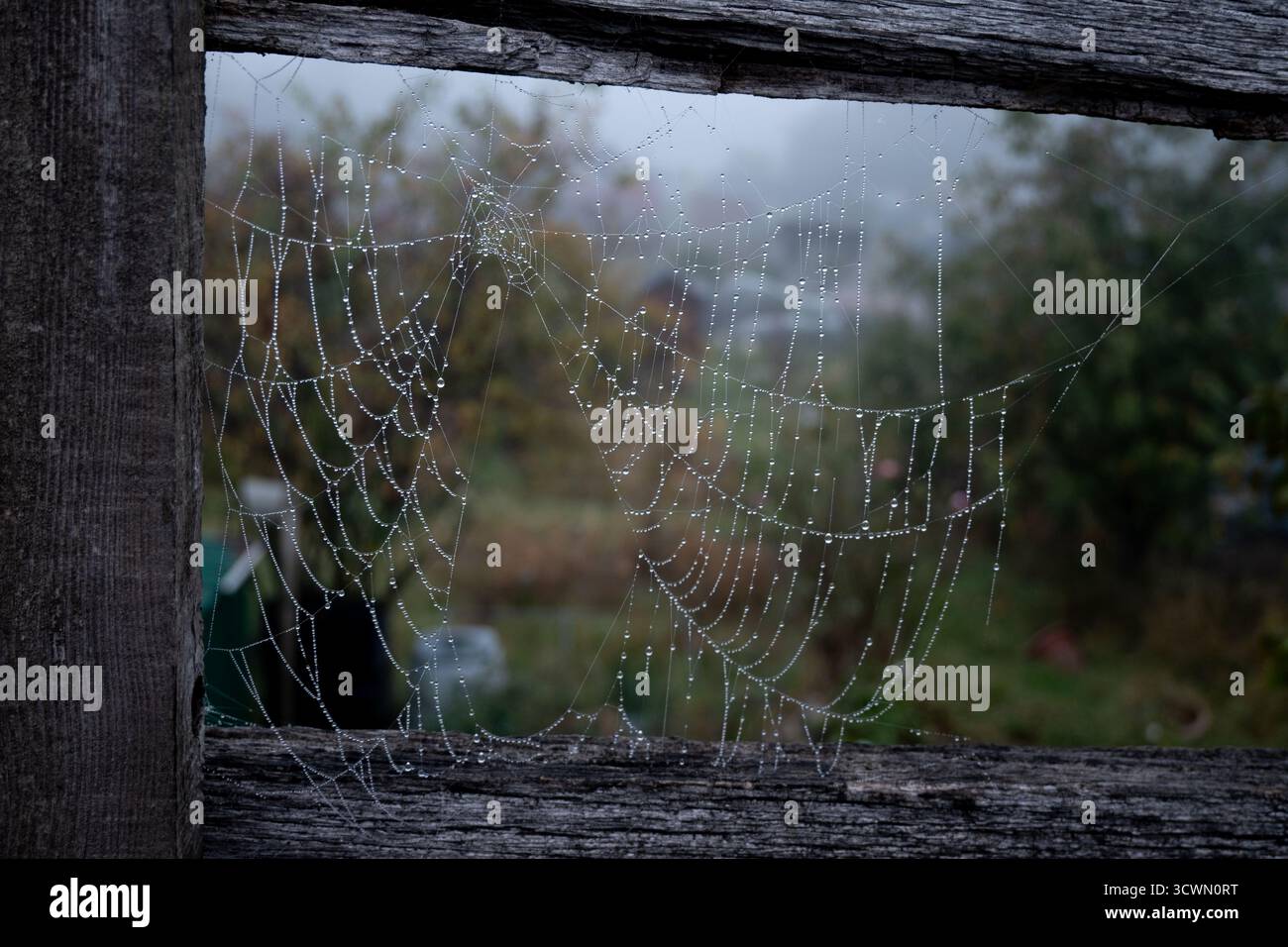Tauen Sie im Herbst auf einem Spinnennetz, Warwick, Warwickshire, Großbritannien Stockfoto