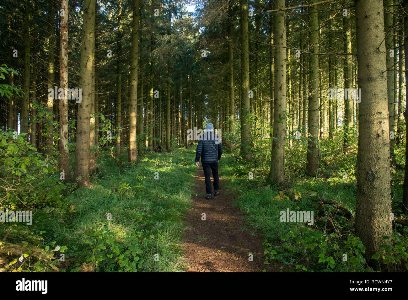 Mann im herbstlichen Kiefernwald mit Sonnenstrahlen durch die Bäume Stockfoto