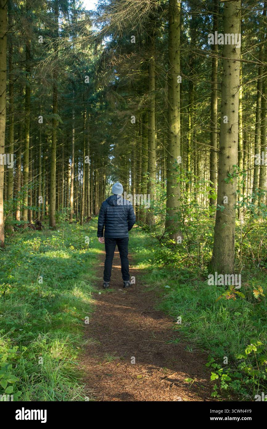 Mann im herbstlichen Kiefernwald mit Sonnenstrahlen durch die Bäume Stockfoto