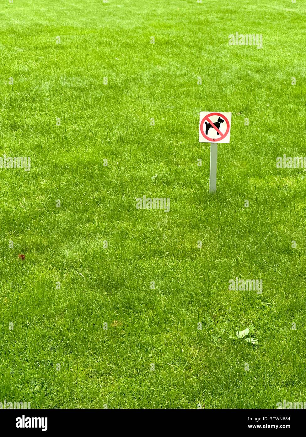 Keine Hunde erlaubt Zeichen auf dem Rasen Stockfoto