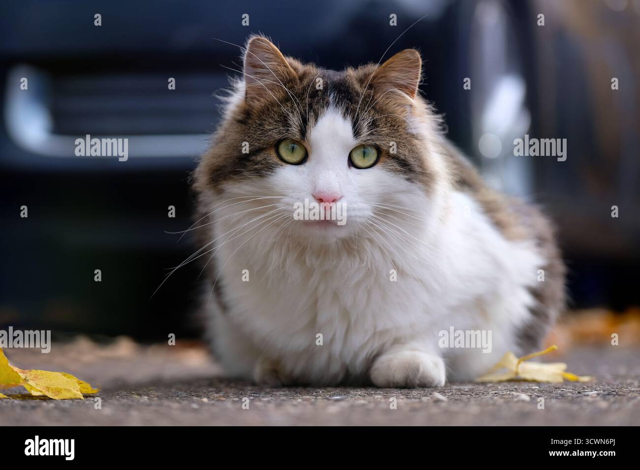 Die norwegische Waldkatze sitzt auf dem Hinterhof und sieht neugierig aus in die Kamera. Horizontales Bild mit selektivem Fokus. Stockfoto
