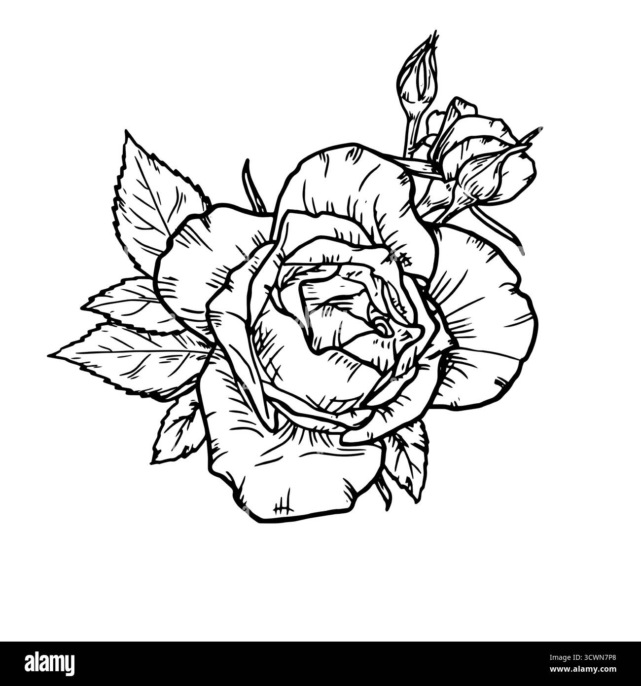 Eine Rose mit Knospen und Blättern, eine Gartenblume, eine schwarz-weiße Skizze. Vektorabbildung. Eine Blume mit zarten Blütenblättern, isoliert auf weißem Hintergras Stock Vektor