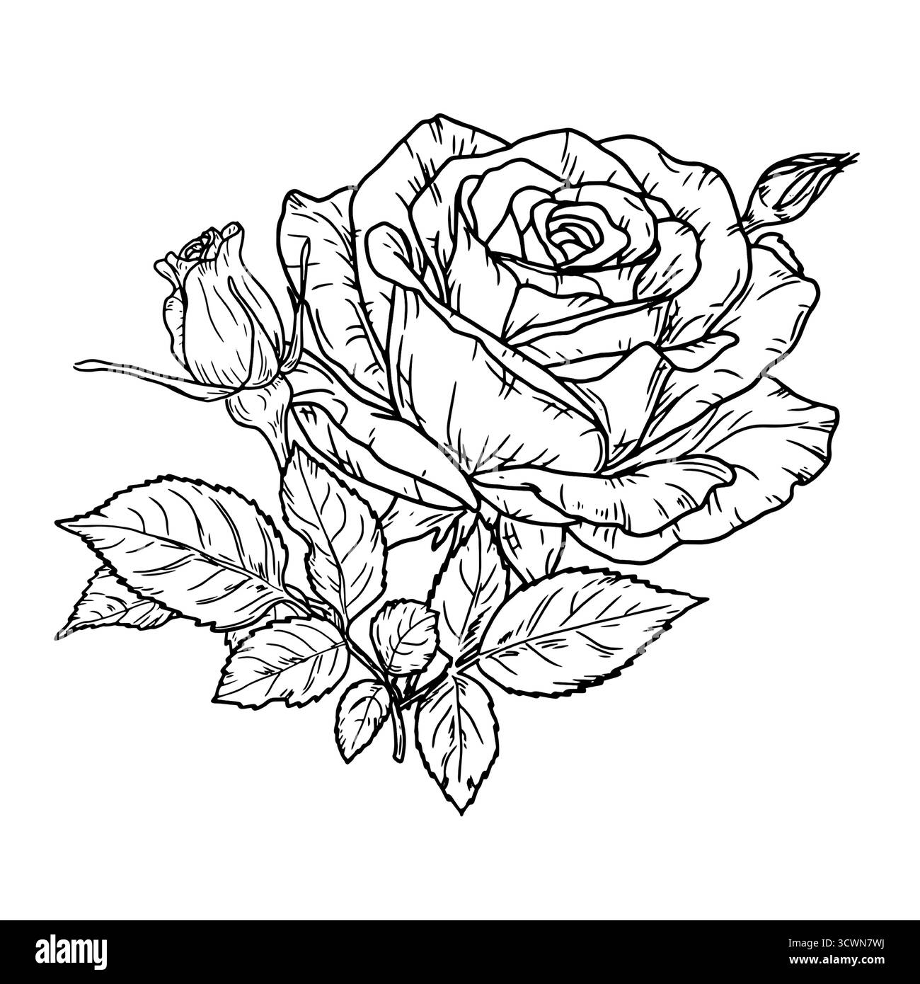 Eine Rose mit Knospen und Blättern, eine Gartenblume, eine schwarz-weiße Skizze. Vektorabbildung. Eine Blume mit zarten Blütenblättern, isoliert auf weißem Hintergras Stock Vektor