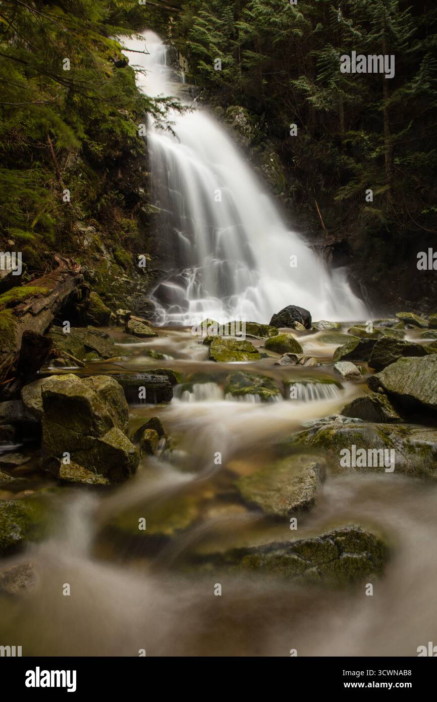 Sägeblatt fällt, coquitlam, bc, kanada Stockfoto