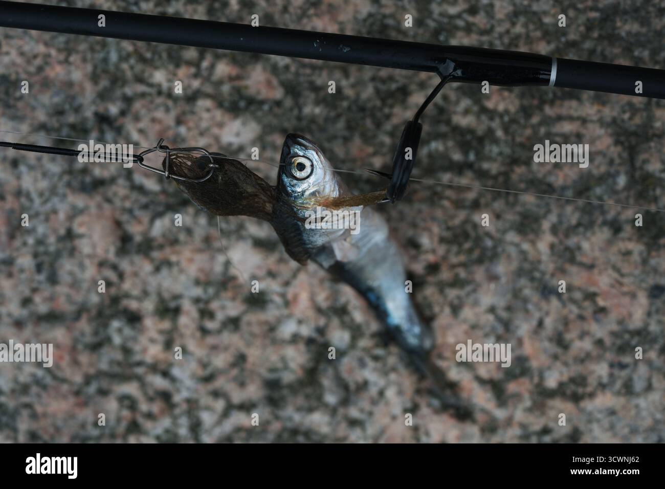 Nahaufnahme von Smash-Fischen, die als Köder an einer Angelschnur verwendet werden Stockfoto