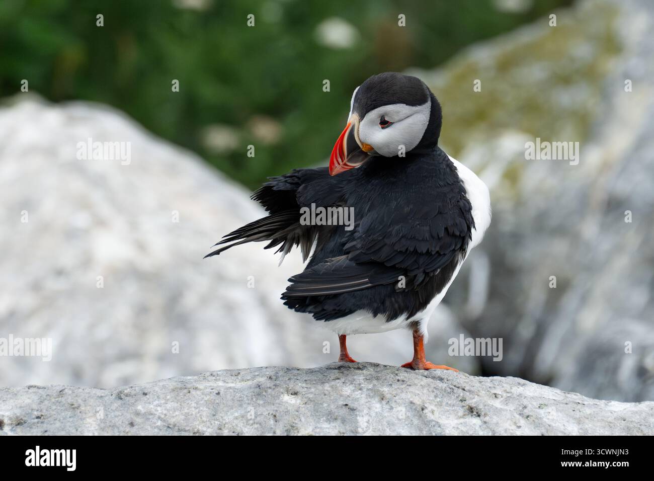 Atlantic Puffin, Fratercula arctica, reinigt seine Federn. Stockfoto