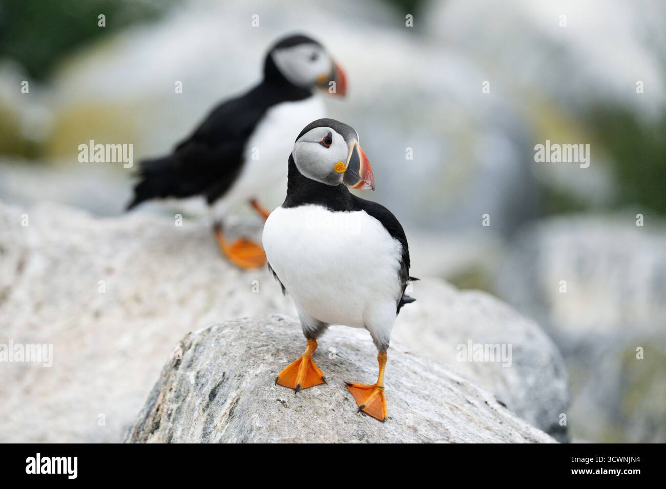 Atlantische Puffins, Fratercula arctica, auf Machias Seal Island. Stockfoto