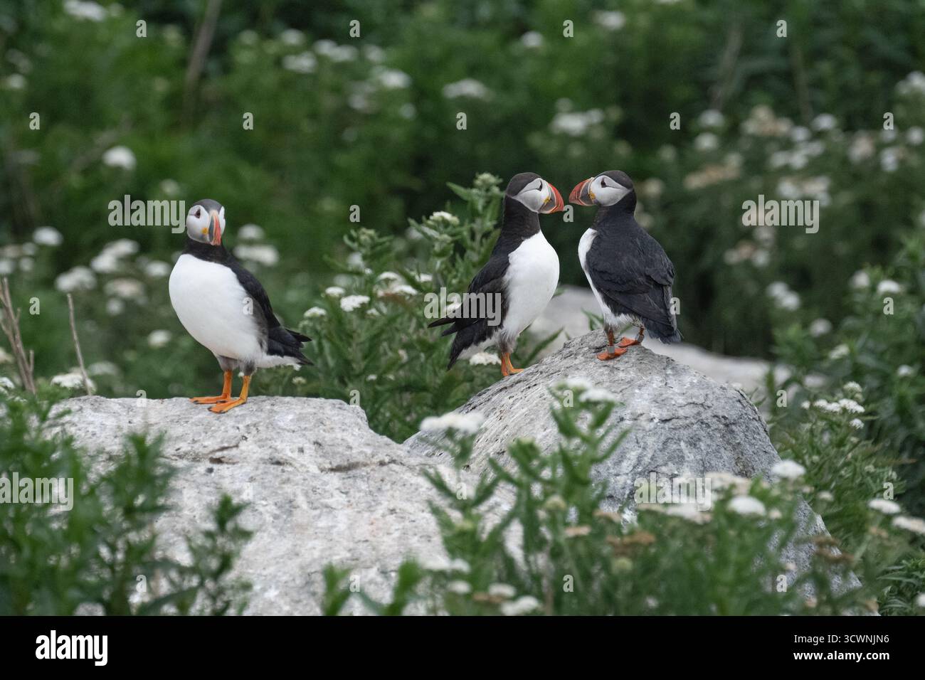 Atlantische Puffins, Fratercula arctica auf Machias Seal Island. Stockfoto