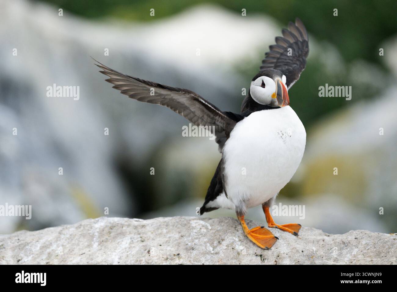 Ein Atlantischer Puffins, Fratercula arctica, breitet seine Flügel aus. Stockfoto
