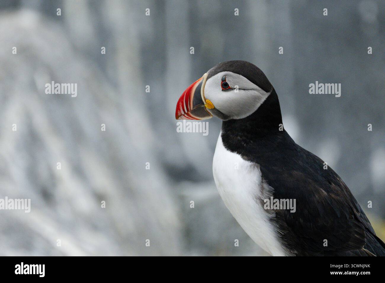Ein Atlantischer Puffin, Fratercula arctica auf Machias Seal Island. Stockfoto