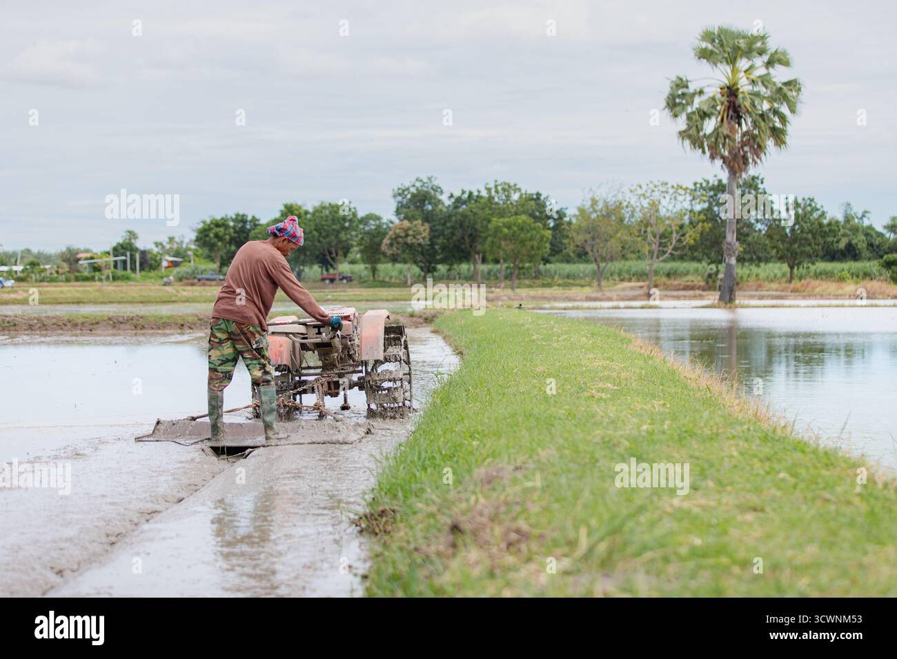Reisbauern pflügen Feld unter bewölktem Himmel Stockfoto