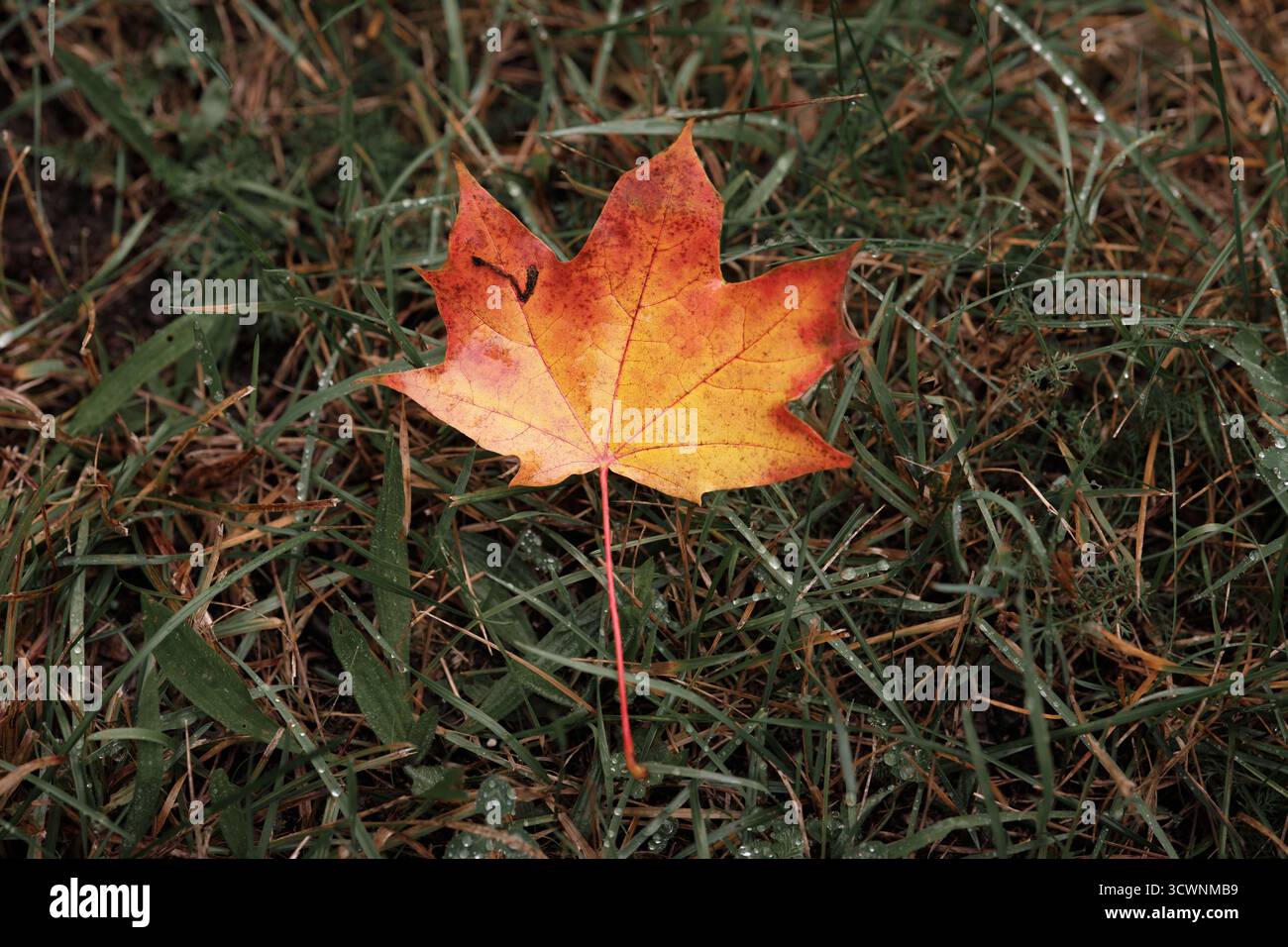 Orangefarbenes Ahornblatt, das auf taufältigem grünem Gras liegt, Symbol der Herbstsaison und des Naturwechsels. Stockfoto
