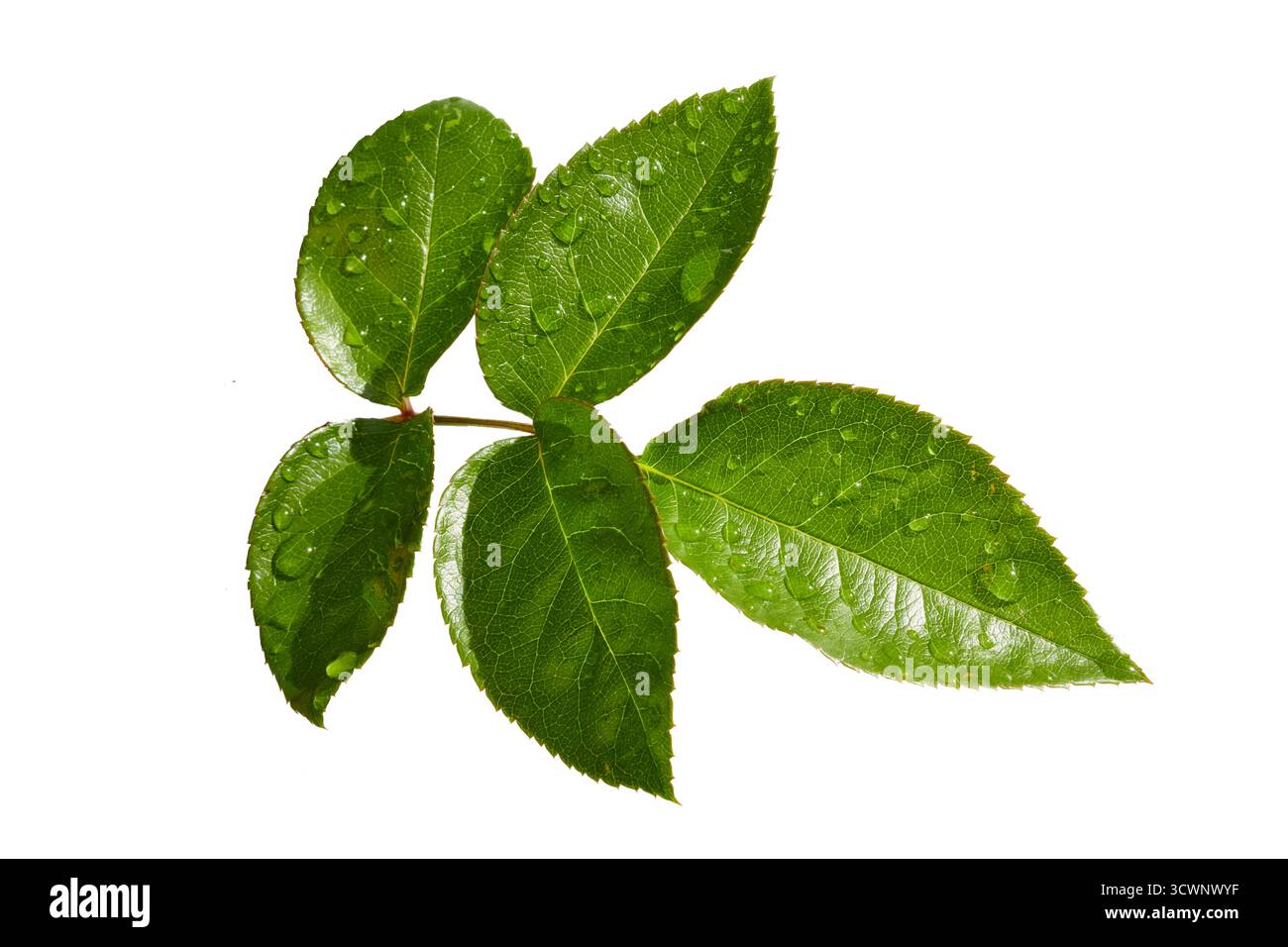 Frischer grüner Rosenzweig mit Tautropfen im Sonnenlicht isoliert auf weiß Stockfoto