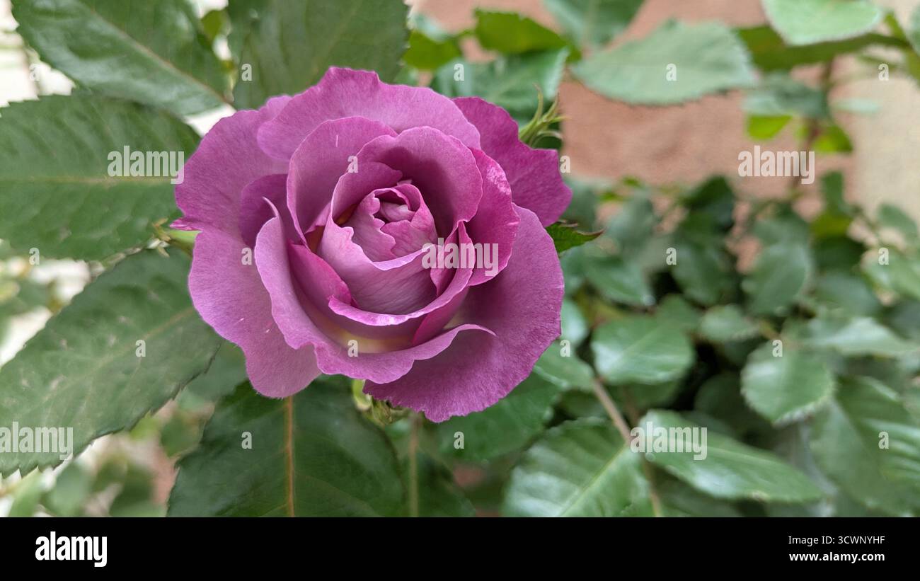 Rosa Stockfoto