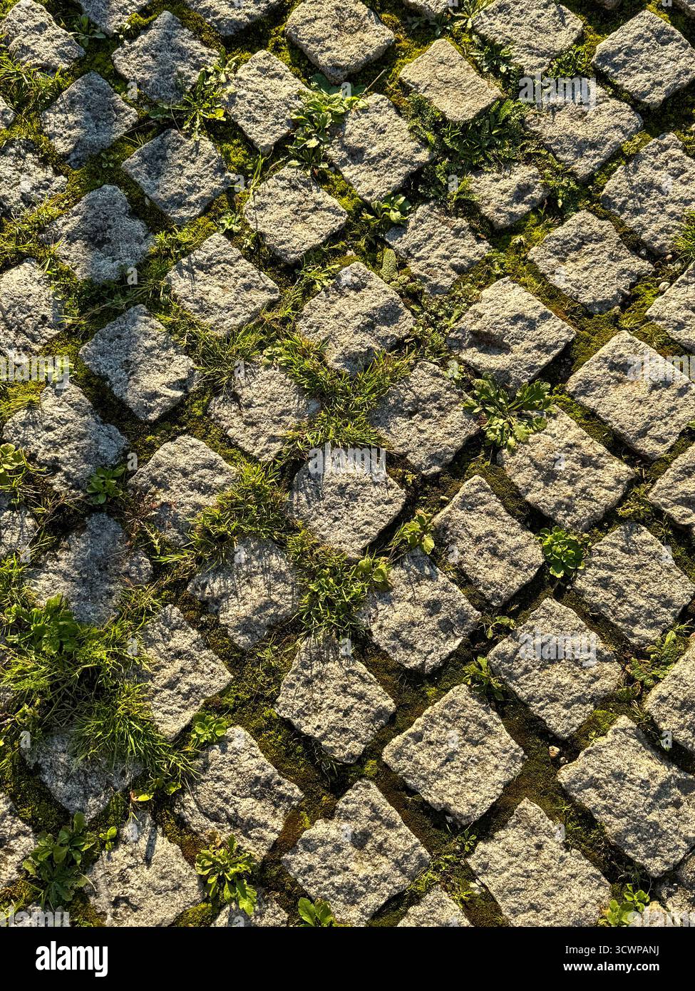 Nahaufnahme des verwitterten Kopfsteinpflasterpflasters mit grünem Gras und Moos, das zwischen dem Stein wächst, beleuchtet durch warmes goldenes Sonnenlicht - Smartphone-aufgenommenes Stockfoto