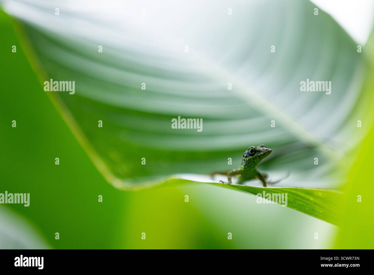 Blick auf eine kleine grüne Eidechse, die auf einem lebendigen grünen Blatt thront und sich im gefilterten Sonnenlicht sonnt und eine natürliche, ruhige Szene schafft: Martinique. Stockfoto