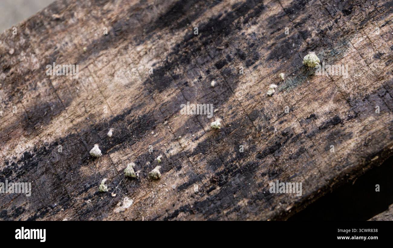 Hochauflösende Nahaufnahme von veraltetem, verwittertem Holz mit feinkörnigen Details. Ideal für Hintergründe, rustikale Themen und Designprojekte, die einen benötigen Stockfoto