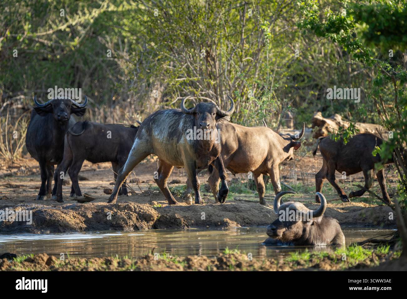 Afrikanische Büffelherde (Syncerus Caffer), die ein Wasserloch im afrikanischen Busch umgibt. 1 Tier ist im Wasser. Lower Sambezi National Park, Sambia, Afrika Stockfoto