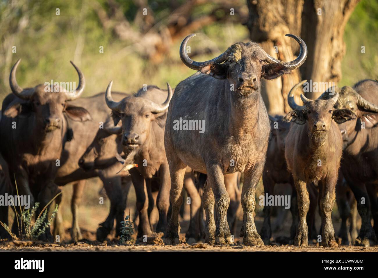 Afrikanische Büffelgruppe (Syncerus Caffer), neugierig auf die Kamera. Vorderansicht der Tiere. Lower Sambezi National Park, Sambia, Afrika Stockfoto