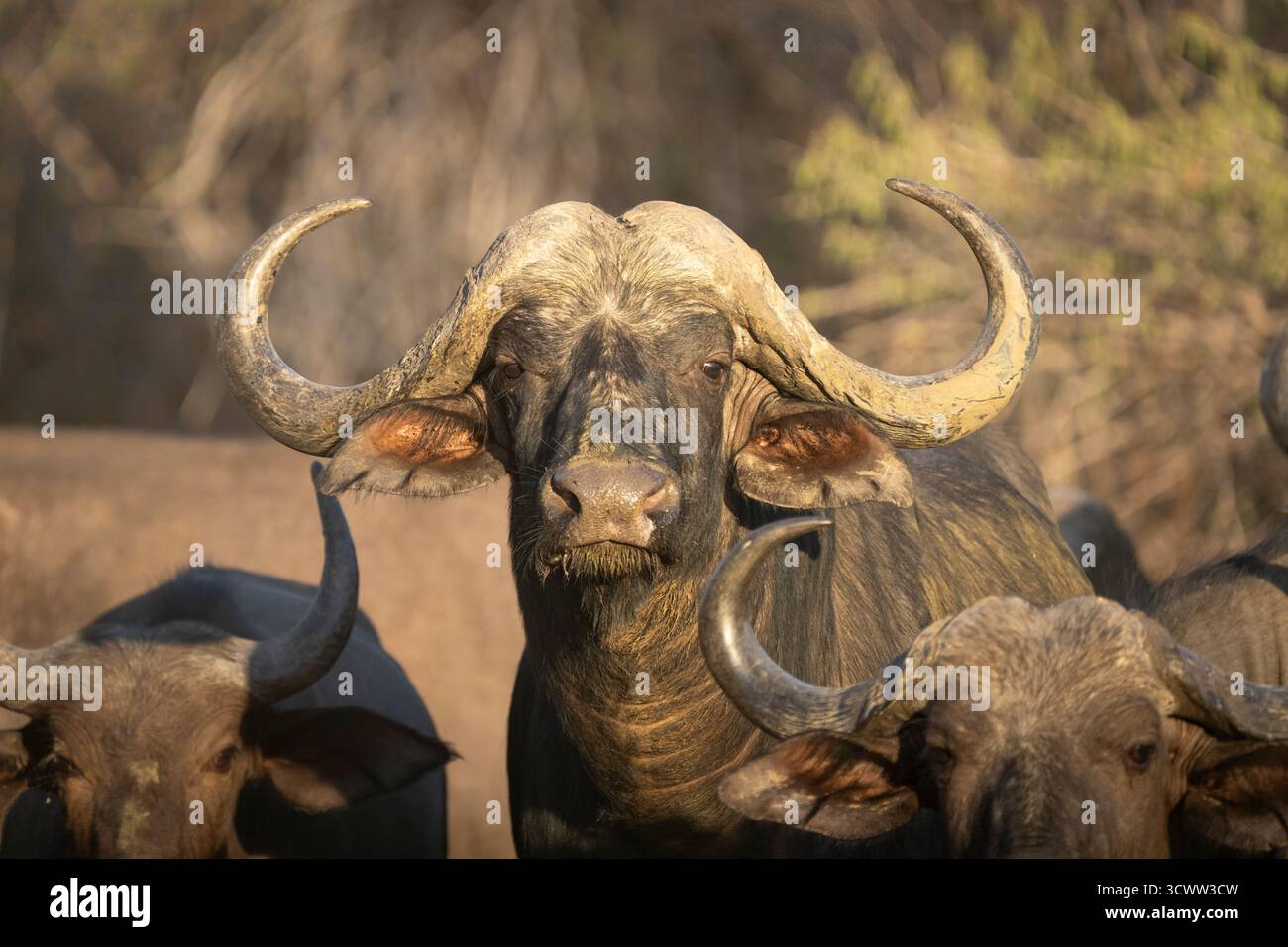 Afrikanischer Büffel (Syncerus Caffer), Porträt eines Tieres mit Hörnern, Vorderansicht. Lower Sambezi National Park, Sambia, Afrika Stockfoto