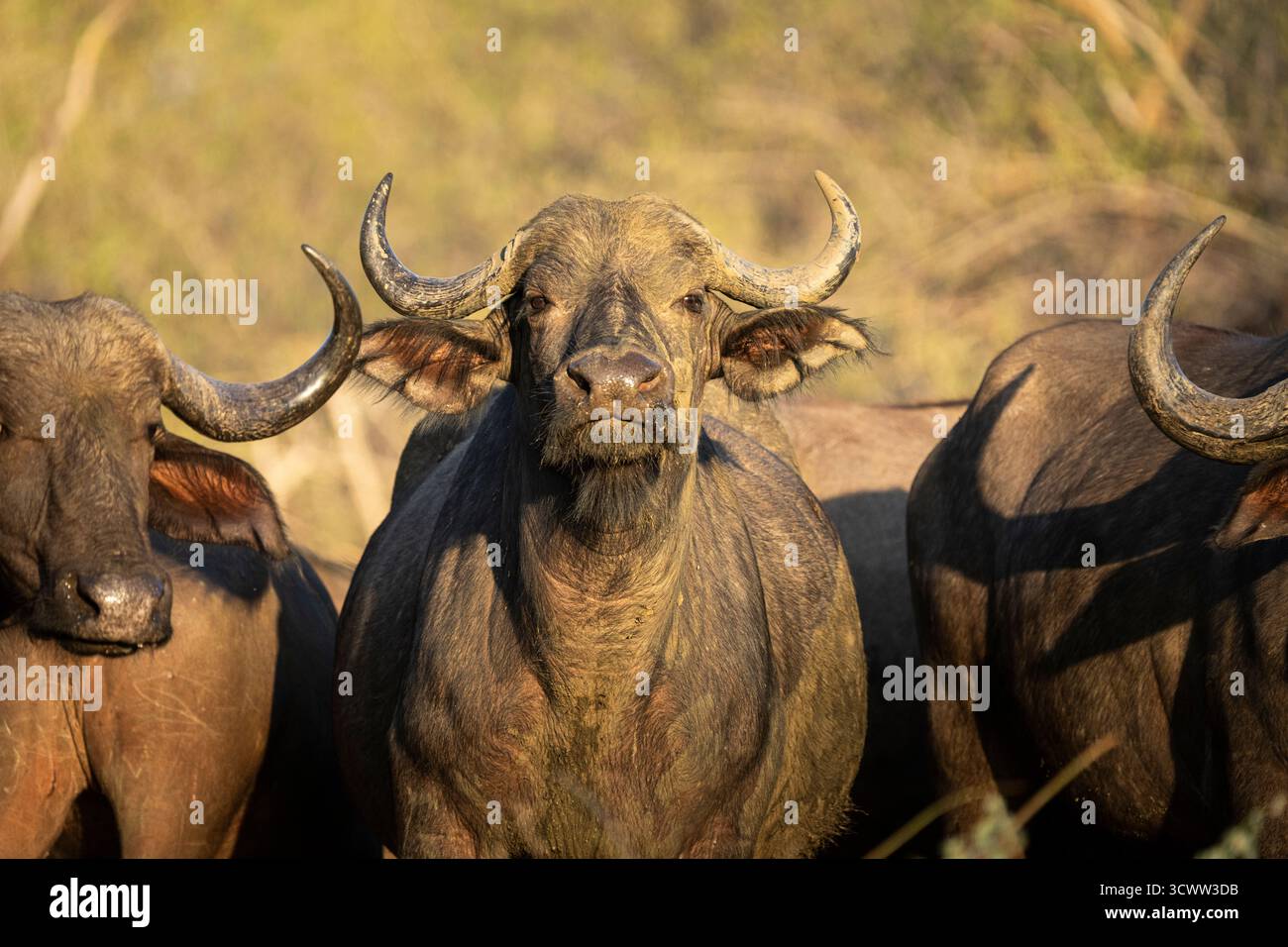 Afrikanische Büffelgruppe (Syncerus Caffer), neugierig auf die Kamera. Vorderansicht der Tiere. Lower Sambezi National Park, Sambia, Afrika Stockfoto