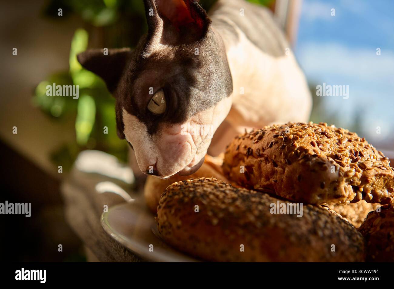 Eine neugierige kanadische Sphynx-Katze riecht frisch gebackene Brötchen in der Nähe eines sonnigen Fensters. Gemütliche und humorvolle Heimfotografie-Szene. Stockfoto