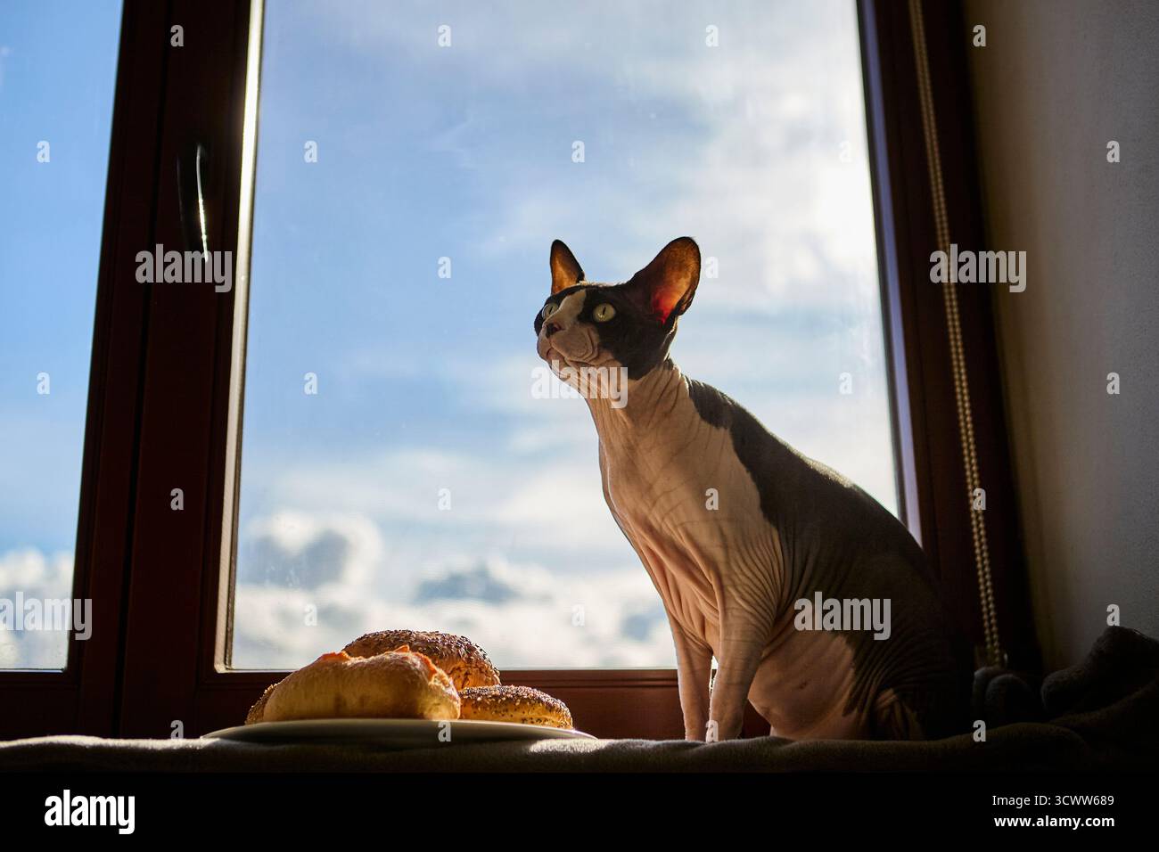 Eine kanadische Sphynx-Katze, die auf einer Fensterbank neben einem Teller mit frisch gebackenen Brötchen bei warmem Sonnenlicht sitzt. Gemütliche Hausmannskost und Haustierkonzept. Stockfoto