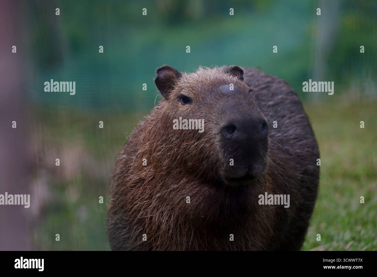 13. Oktober 2025, Rio de Janeiro, Rio de Janeiro, Brasilien: Eine Capybara steht in einem neu restaurierten Naturgebiet an der Rodrigo de Freitas Lagune in Rio de Janeiro. Das Naturprojekt der Stadt lenkte einen Radweg um, um Überschwemmungen zu reduzieren und das Ökosystem der Lagune wiederzubeleben, die erste größere Restaurierung seit mehr als einem Jahrhundert. Eine Familie von zehn Capybaras, fünf Erwachsenen und fünf Welpen lebt heute am Rande der Lagune und lebt in dem erneuerten Lebensraum. Capybaras, Südamerikas größte Nagetiere und von Natur aus halbaquatisch, sind in den urbanen Grünflächen von Rio zu einem vertrauten und beliebten Anblick geworden. (Credi Stockfoto