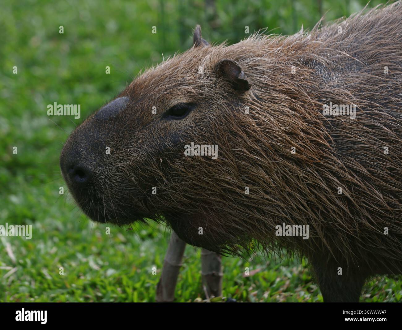 13. Oktober 2025, Rio de Janeiro, Rio de Janeiro, Brasilien: Eine Capybara steht in einem neu restaurierten Naturgebiet an der Rodrigo de Freitas Lagune in Rio de Janeiro. Das Naturprojekt der Stadt lenkte einen Radweg um, um Überschwemmungen zu reduzieren und das Ökosystem der Lagune wiederzubeleben, die erste größere Restaurierung seit mehr als einem Jahrhundert. Eine Familie von zehn Capybaras, fünf Erwachsenen und fünf Welpen lebt heute am Rande der Lagune und lebt in dem erneuerten Lebensraum. Capybaras, Südamerikas größte Nagetiere und von Natur aus halbaquatisch, sind in den urbanen Grünflächen von Rio zu einem vertrauten und beliebten Anblick geworden. (Credi Stockfoto