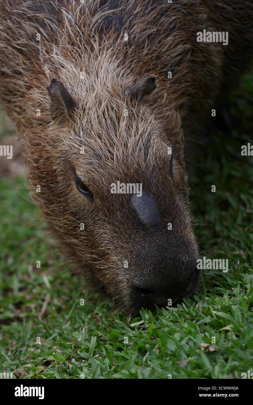 13. Oktober 2025, Rio de Janeiro, Rio de Janeiro, Brasilien: Eine Capybara steht in einem neu restaurierten Naturgebiet an der Rodrigo de Freitas Lagune in Rio de Janeiro. Das Naturprojekt der Stadt lenkte einen Radweg um, um Überschwemmungen zu reduzieren und das Ökosystem der Lagune wiederzubeleben, die erste größere Restaurierung seit mehr als einem Jahrhundert. Eine Familie von zehn Capybaras, fünf Erwachsenen und fünf Welpen lebt heute am Rande der Lagune und lebt in dem erneuerten Lebensraum. Capybaras, Südamerikas größte Nagetiere und von Natur aus halbaquatisch, sind in den urbanen Grünflächen von Rio zu einem vertrauten und beliebten Anblick geworden. (Credi Stockfoto