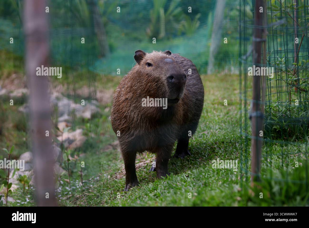 13. Oktober 2025, Rio de Janeiro, Rio de Janeiro, Brasilien: Eine Capybara steht in einem neu restaurierten Naturgebiet an der Rodrigo de Freitas Lagune in Rio de Janeiro. Das Naturprojekt der Stadt lenkte einen Radweg um, um Überschwemmungen zu reduzieren und das Ökosystem der Lagune wiederzubeleben, die erste größere Restaurierung seit mehr als einem Jahrhundert. Eine Familie von zehn Capybaras, fünf Erwachsenen und fünf Welpen lebt heute am Rande der Lagune und lebt in dem erneuerten Lebensraum. Capybaras, Südamerikas größte Nagetiere und von Natur aus halbaquatisch, sind in den urbanen Grünflächen von Rio zu einem vertrauten und beliebten Anblick geworden. (Credi Stockfoto