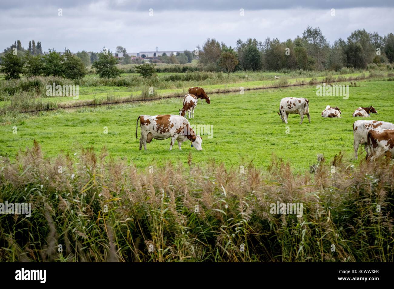 GOUDA: Kühe grasen auf einer Weide mit neuen Häusern im Hintergrund. Stickstoffzulage ist die Emissionszulage aus dem Stickstoff-Aktionsprogramm. ANP / hollandse Hoogte / Robin Utrecht niederlande aus - belgien aus Stockfoto