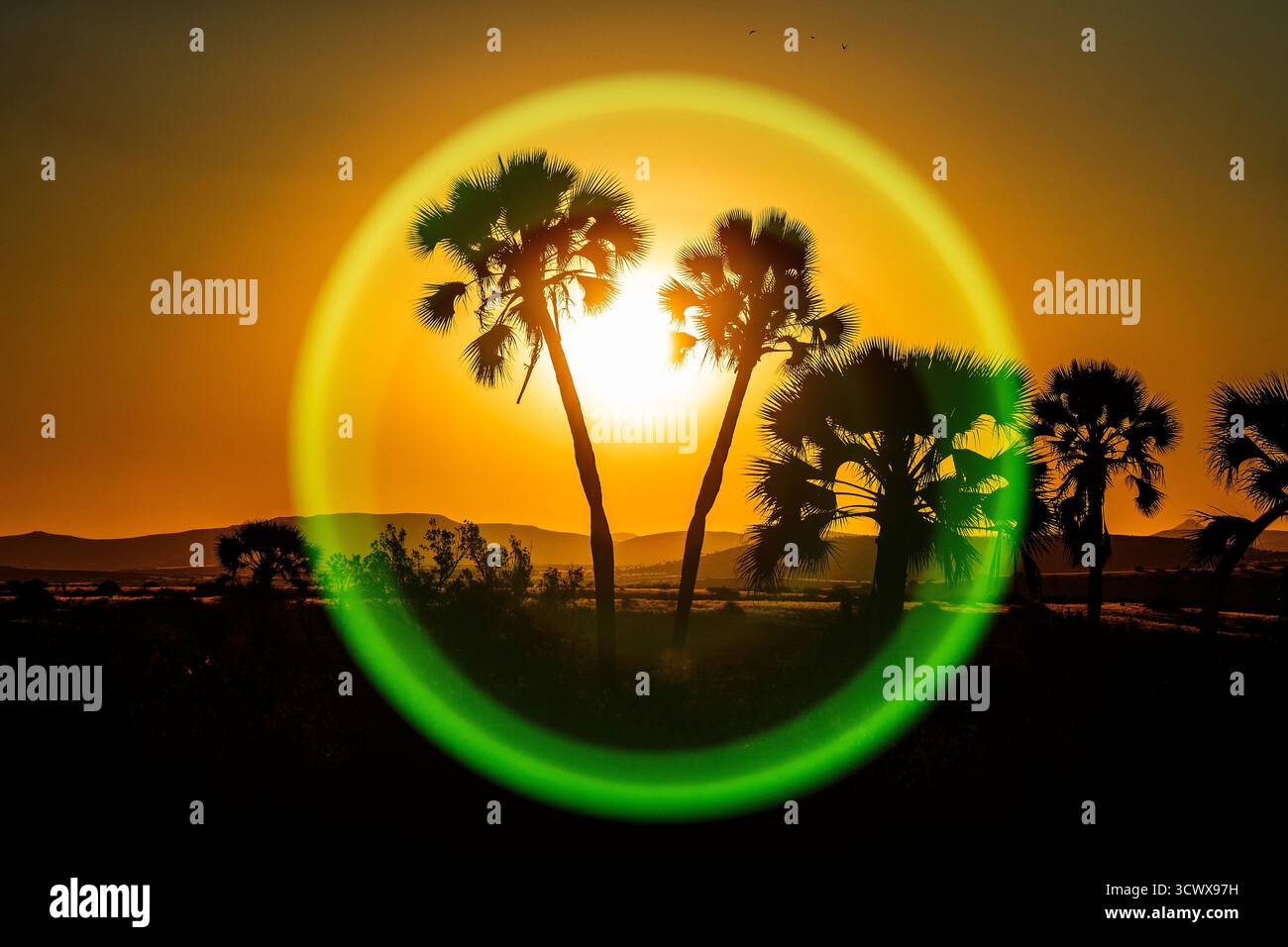 Damaraland Sonnenuntergang in die Makalani Palmen mit einem grünen, kreisrunden Linsenfleck. Stockfoto