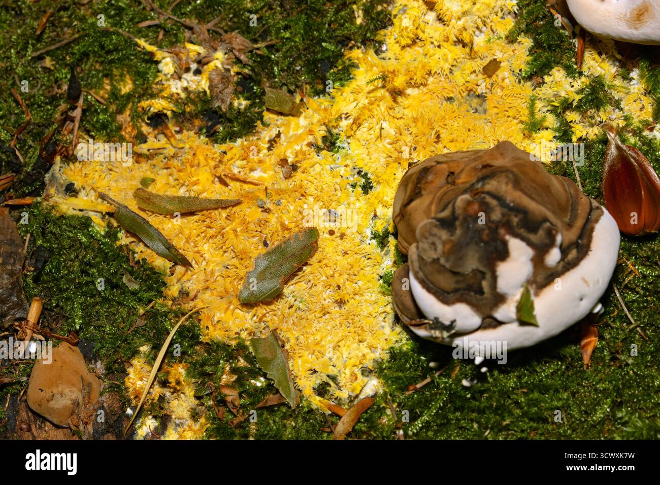 Yellow Slime Mould beginnt das Leben als einzelliger Amoeboid-Protozoan, der sich von Bakterien und einigen Pilzen ernährt. Im Herbst verschmelzen sie auf totem Holz Stockfoto