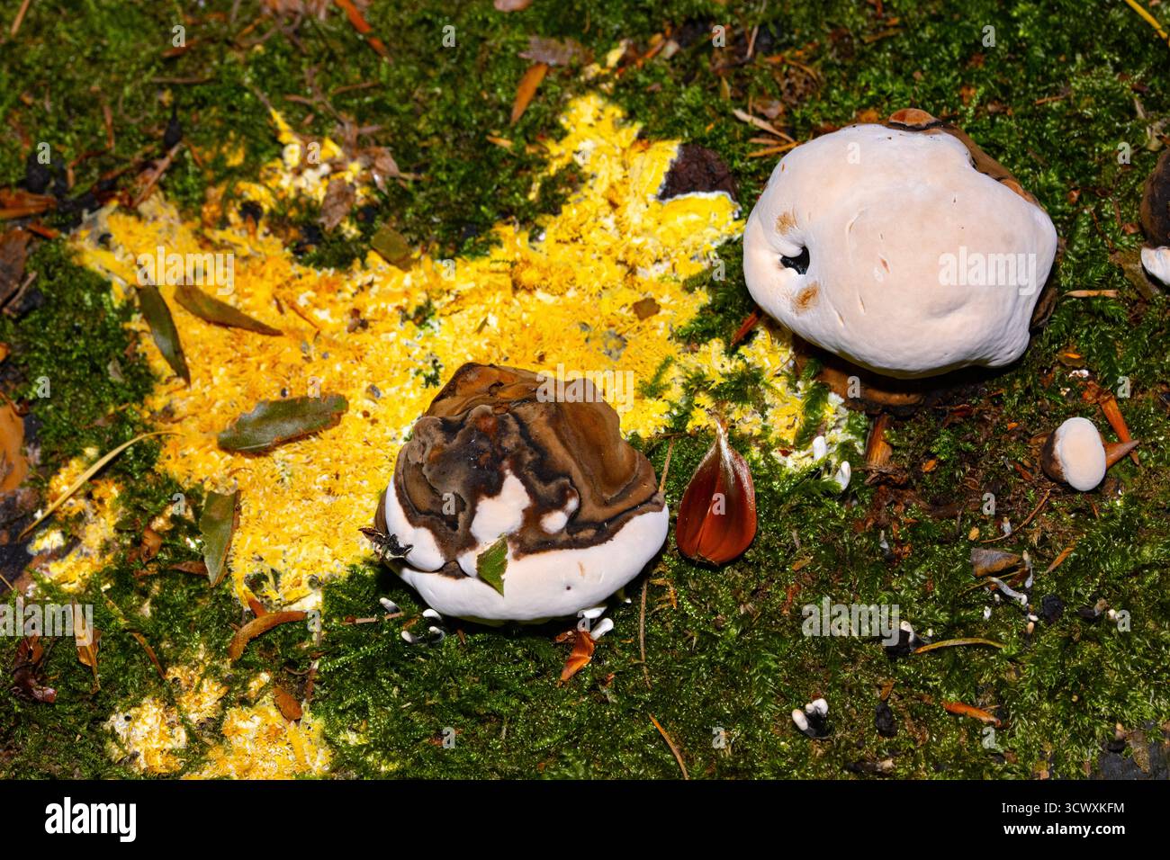 Yellow Slime Mould beginnt das Leben als einzelliger Amoeboid-Protozoan, der sich von Bakterien und einigen Pilzen ernährt. Im Herbst verschmelzen sie auf totem Holz Stockfoto