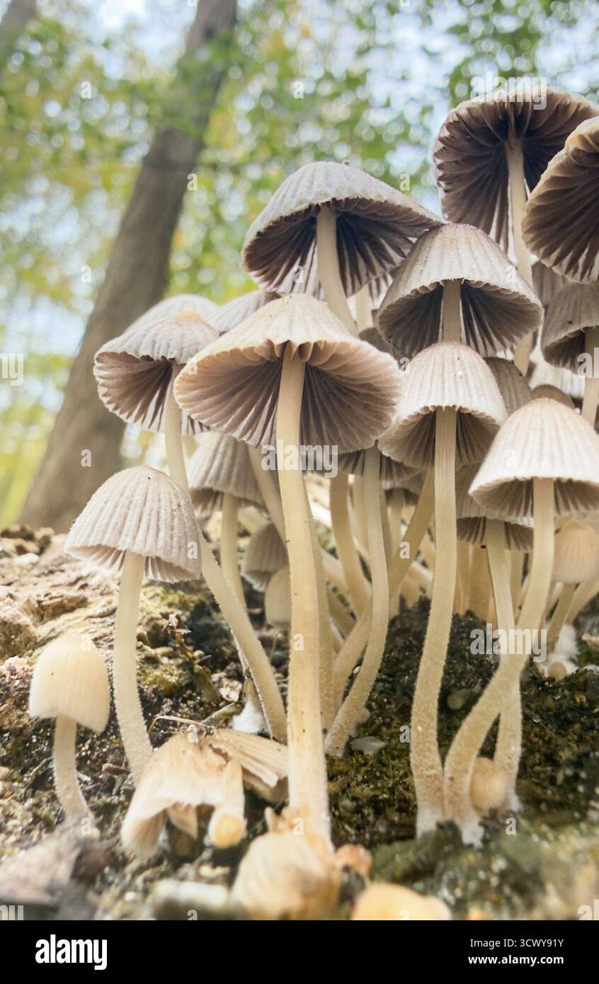 Makrofotogramm von zarten Pilzen, die in einem Wald wachsen. Stockfoto