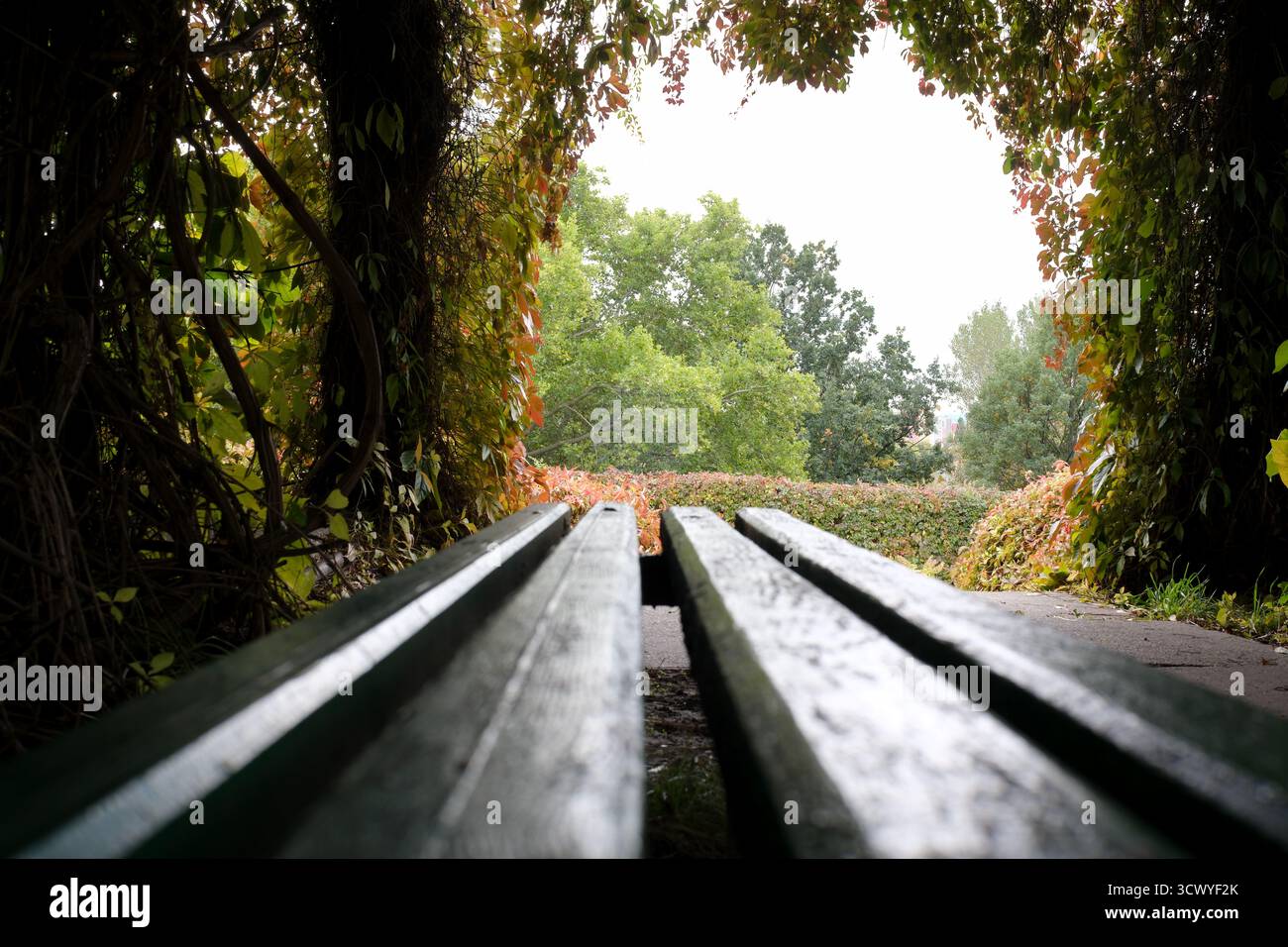 Eine ruhige Parkbank lädt zum Entspannen in üppiger, grüner und lebhafter Natur ein. Stockfoto