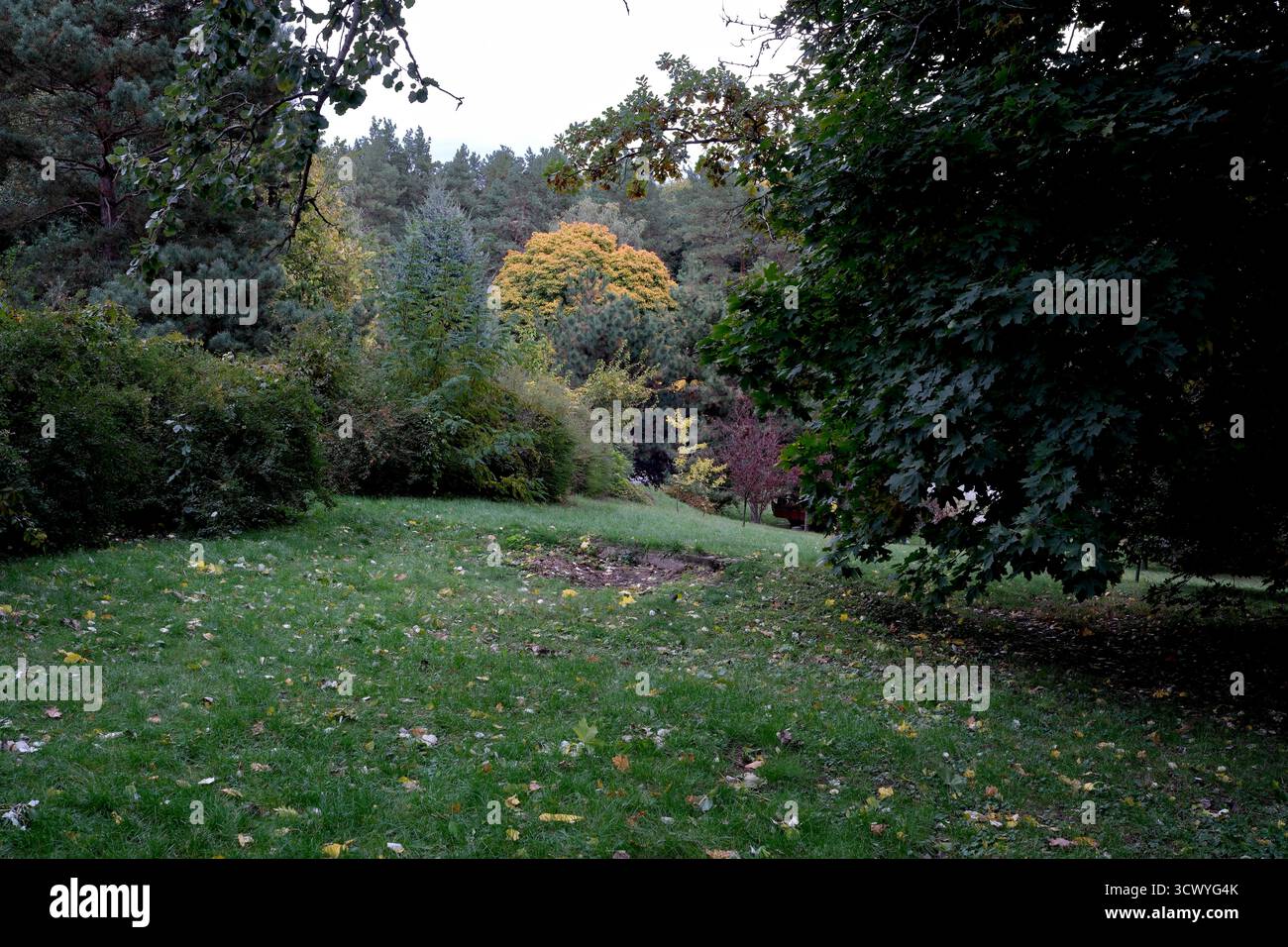 Üppiges grünes Gras und Bäume zeigen die Schönheit des Herbstes in einem friedlichen Park. Stockfoto
