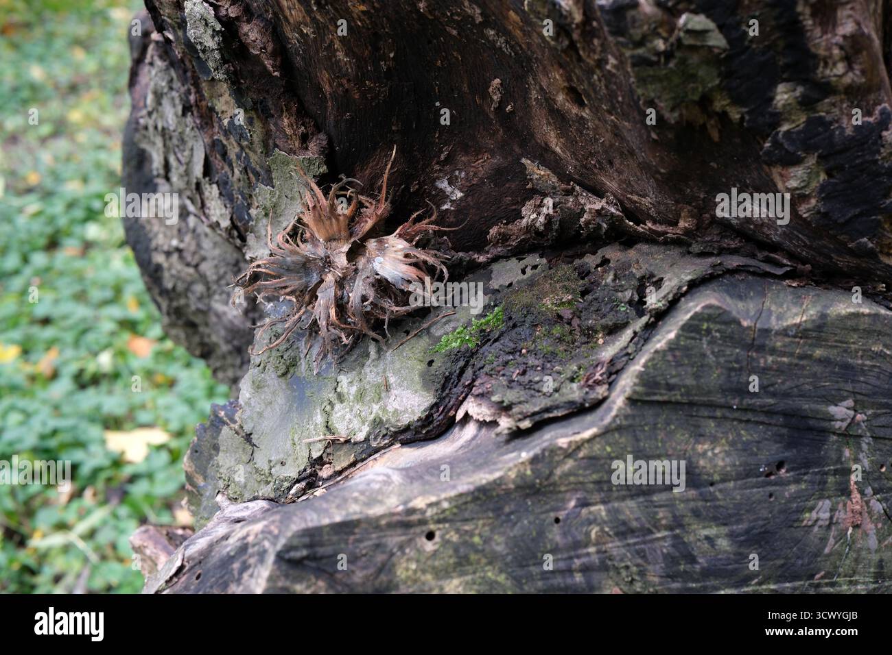 Detaillierte Ansicht einer einzigartigen Pflanze, die auf einem verwitterten Baum in einem ruhigen Wald wächst. Stockfoto