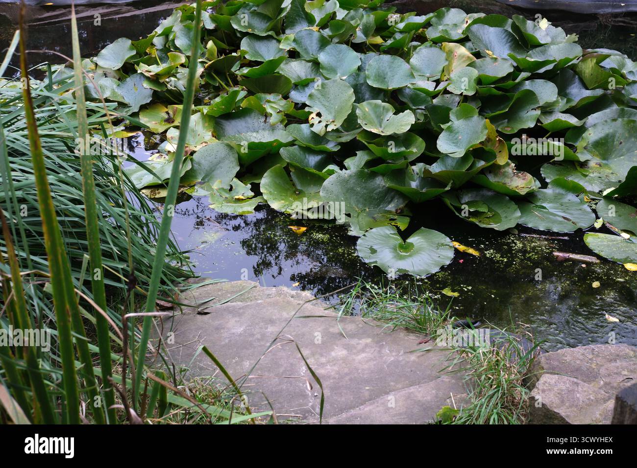 Lilienpads schweben ruhig auf dem ruhigen Teichwasser während der schönen Abendstunden. Stockfoto