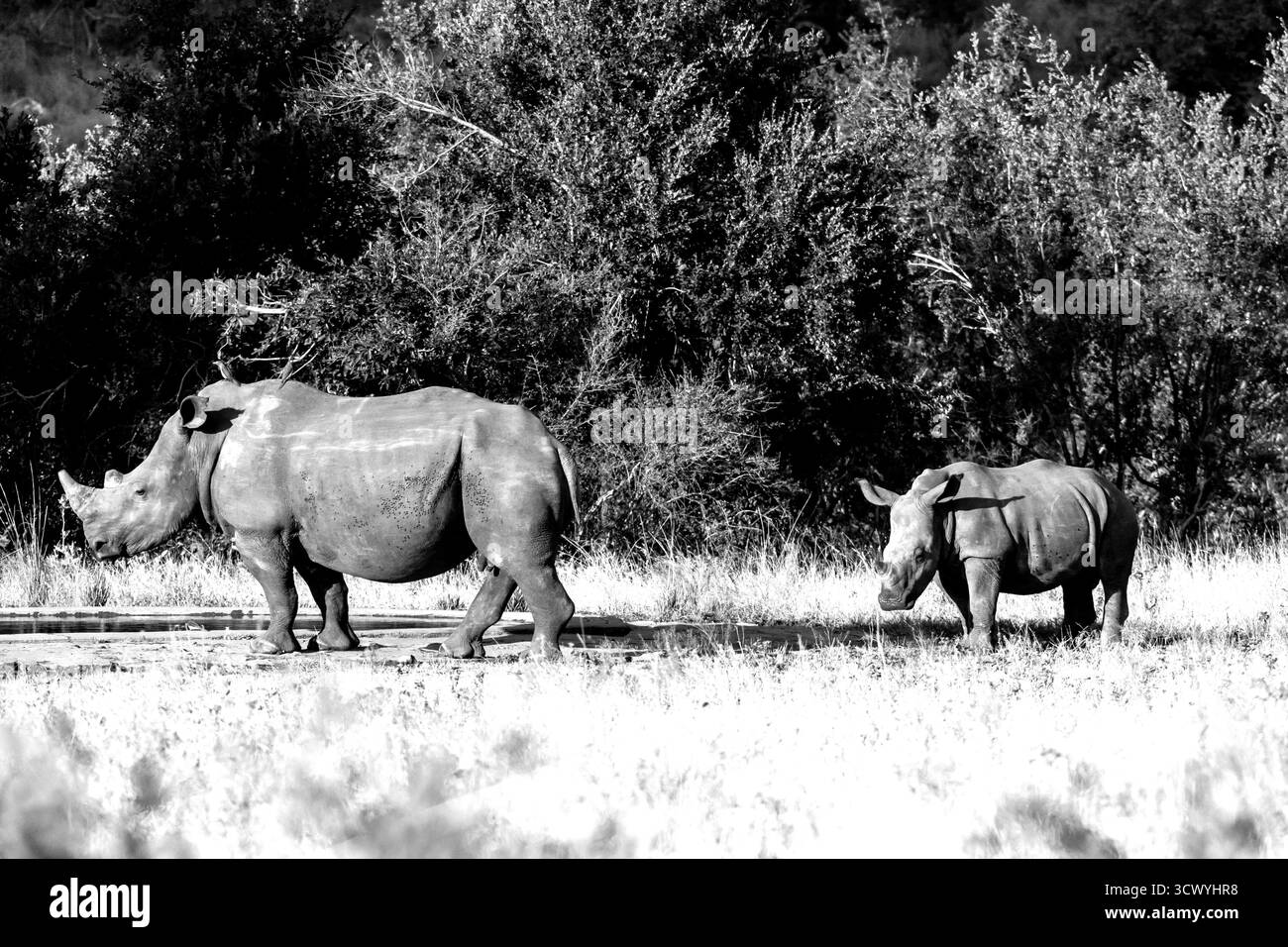 Eine Mutter Weiße Nashörner mit ihrem Kalb ein paar Meter hinter der üppigen, bewaldeten Savanna des südlichen Kruger-Nationalparks in Südafrika. Stockfoto