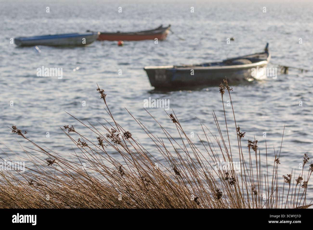 Trockenes Gras, das kleine Fischerboote auf ruhigem Küstenwasser schwimmt Stockfoto