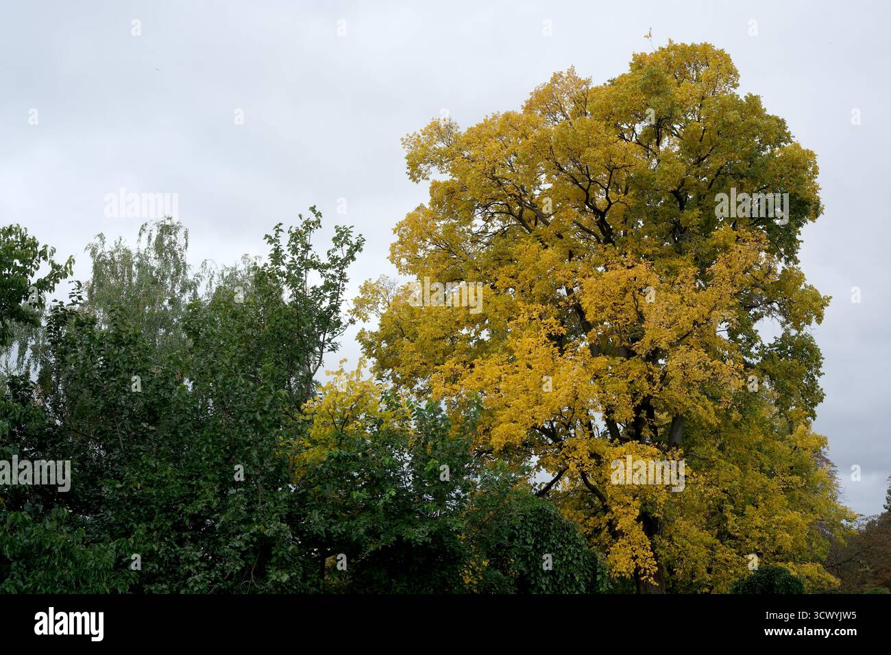 Leuchtend gelbes Laub ziert einen hohen Baum vor einem bedeckten Himmel, der den Herbst einlädt. Stockfoto
