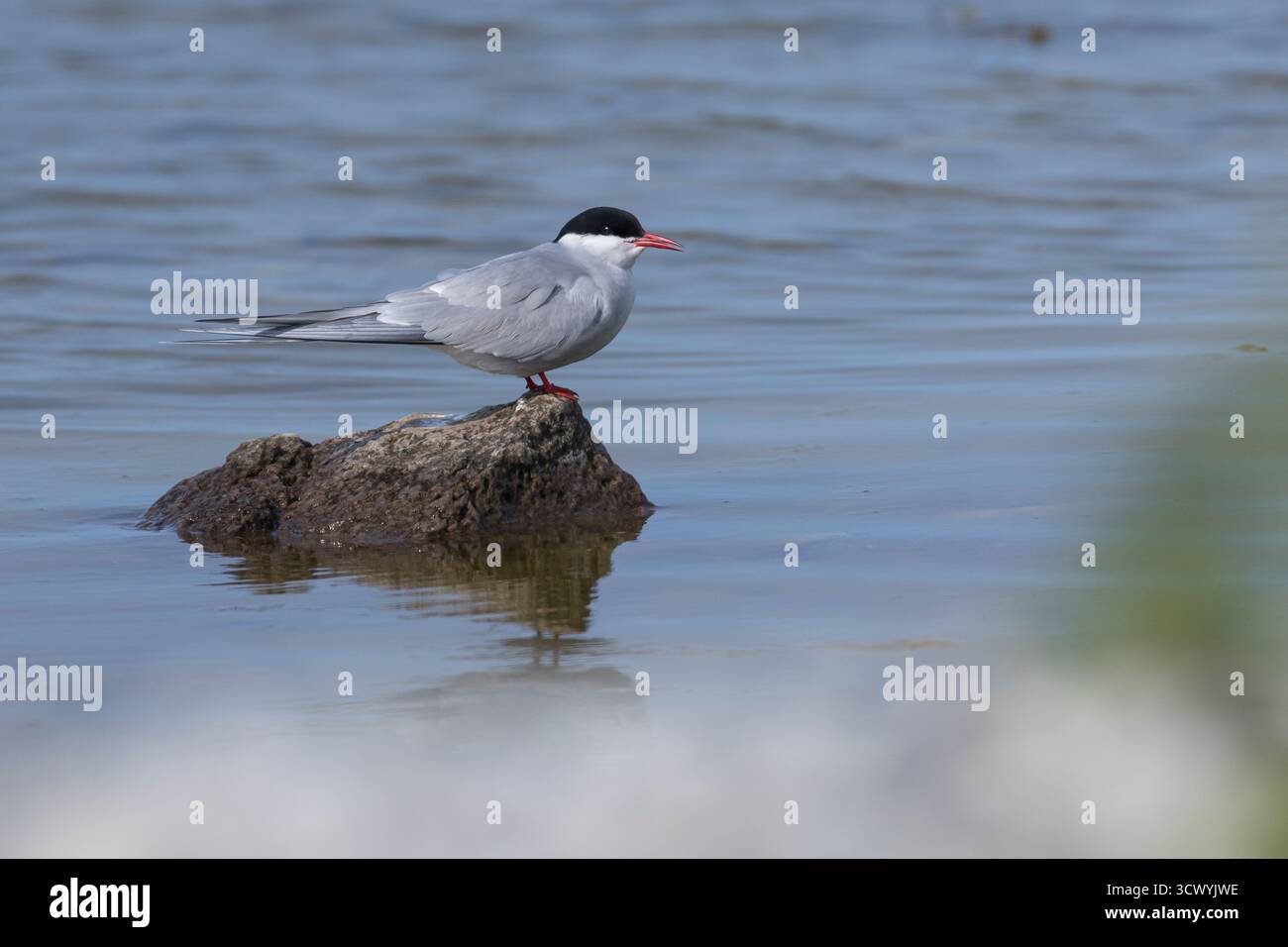 Küsten-Seeschwalbe, Küstenseeschwalbe, Seeschwalbe, Seeschwalben, Sterna paradisaea, arktische Seeschwalbe, Arctique La Sterne Stockfoto