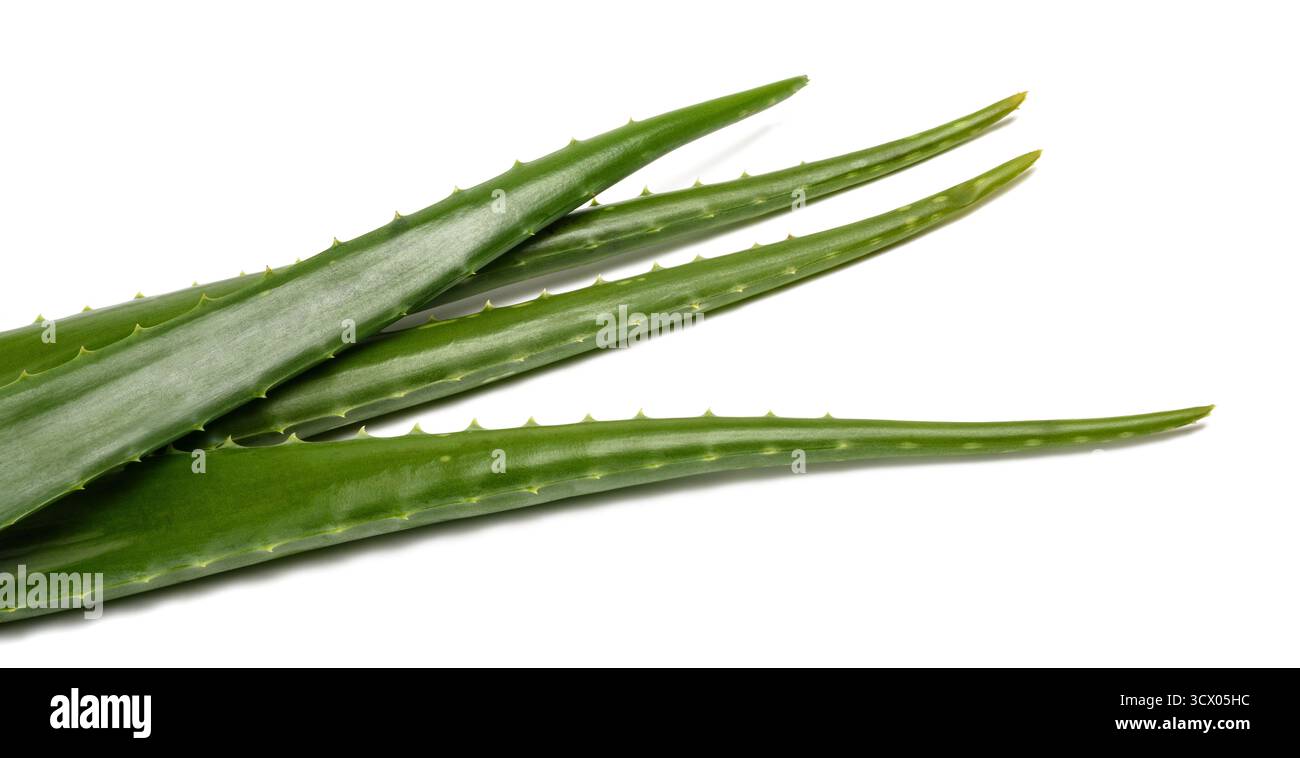 Frische Aloe Zweige isoliert auf weißem Hintergrund Stockfoto
